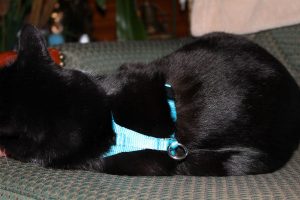 Cat Back of the Easy On-Off No Pull Harness
