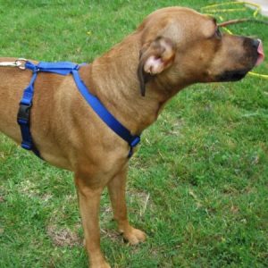 EZ Dog Harness and DH Leash - Royal Blue