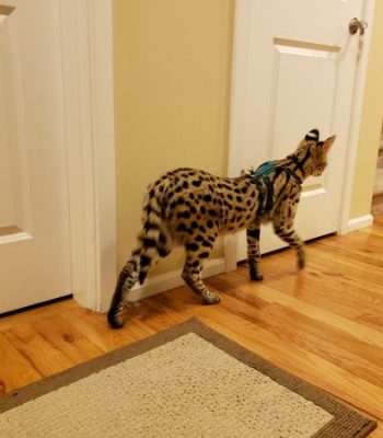 Ocelot/Serval No Pull Harness