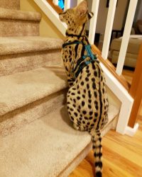 Ocelot/Serval No Pull Harness