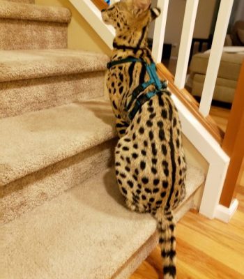 Ocelot/Serval No Pull Harness
