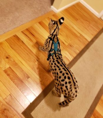 Ocelot/Serval No Pull Harness