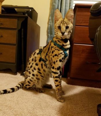 Ocelot/Serval No Pull Harness