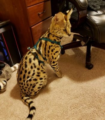 Ocelot/Serval No Pull Harness