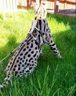 Ocelot/Serval No Pull Harness