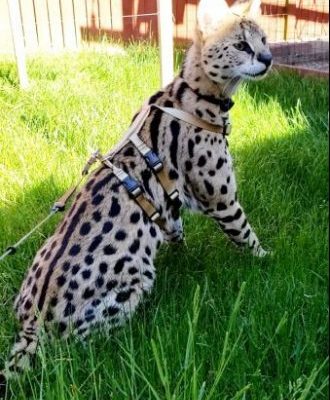 Ocelot/Serval No Pull Harness
