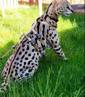 Ocelot/Serval No Pull Harness