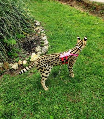 Serval in Neon Hot Pink