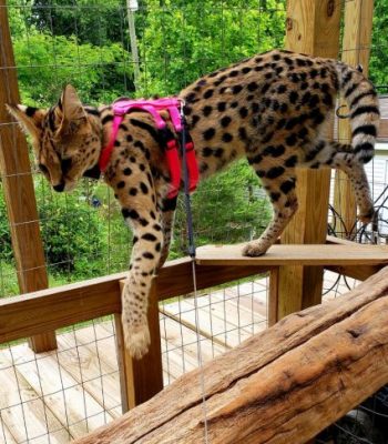 Large Standard Ocelot/Serval Harness