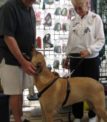 Big_Boy_in_X_Large_EZ_On_Off_No_Pull_Harness