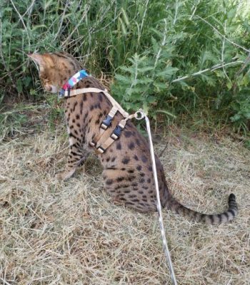 Ocelot/Serval No Pull Harness