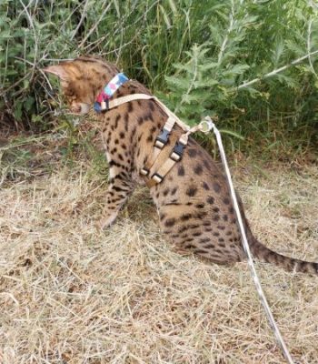 Ocelot/Serval No Pull Harness