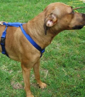 EZ Dog Harness and DH Leash - Royal Blue