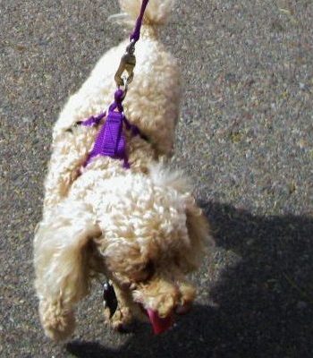 Purple Easy On/Off No Pull Harness size Small