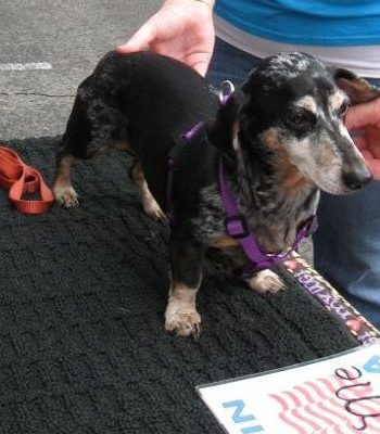 Purple Cat Medium EZ Harness for X-Small Dog
