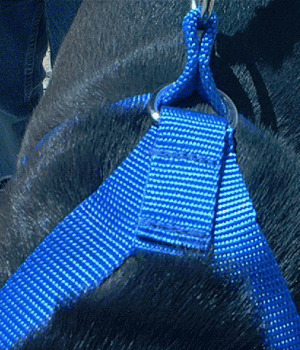 another view of the No Pull Strap
