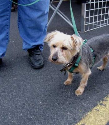 EZ No Pull Harness with Matching Dual Handle Leash