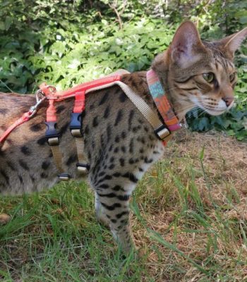 Ocelot/Serval Titan Harness and Leash Set