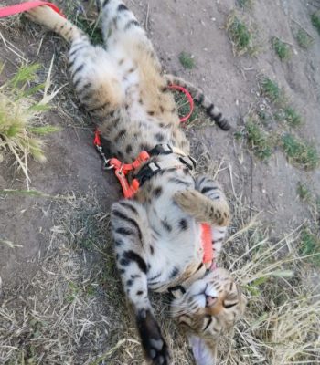 Try out my new harness for a good roll in the dirt