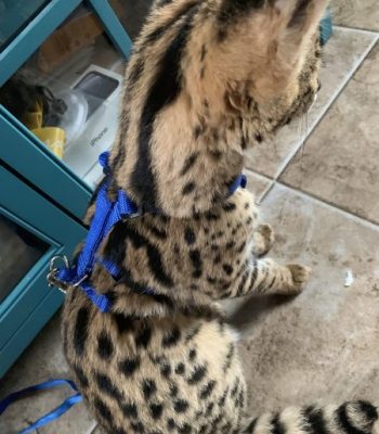 Custom Small Ocelot/Serval No Pull Harness