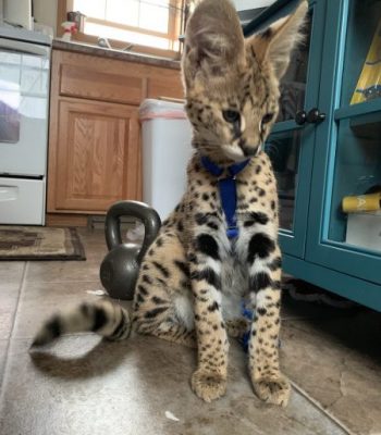 Small Custom Ocelot/Serval No Pull Harness