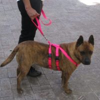 Tuff N Huff No Pull Harness