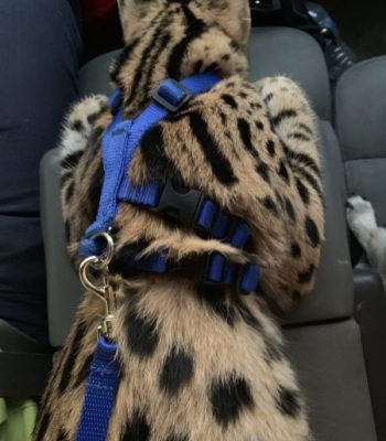 Small Ocelot/Serval No Pull Harness