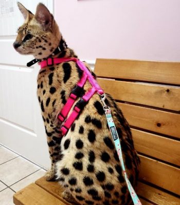 Ocelot/Serval Standard Harness