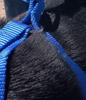 No Pull Strap