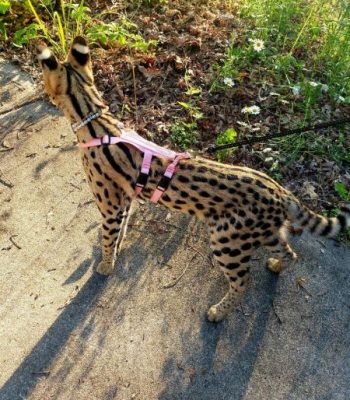 Lady in Pink