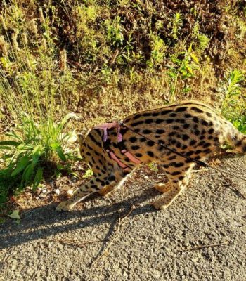 Ocelot/Serval No Pull Harness