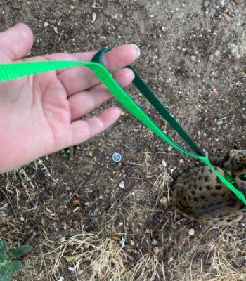 Medium Titan Ocelot/Serval No Pull Harness Set