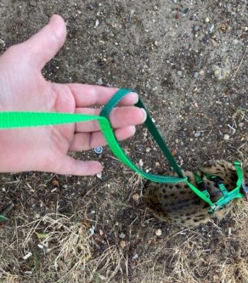 Medium Titan Ocelot/Serval No Pull Harness Set with matching Dual Handle Leash.