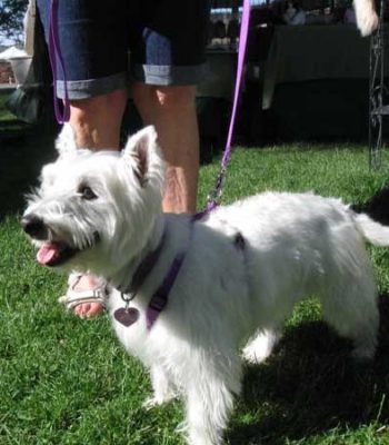 Easy On/Off No Pull Harness - DH Leash - Small