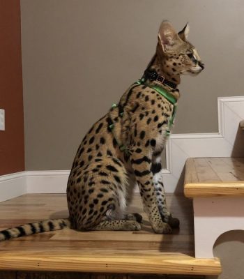 Ocelot/Serval No Pull Harness