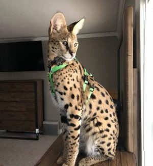 Ocelot/Serval No Pull Harness