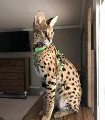 Ocelot/Serval No Pull Harness