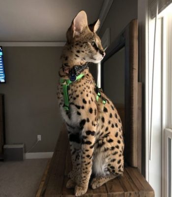 Ocelot/Serval No Pull Harness