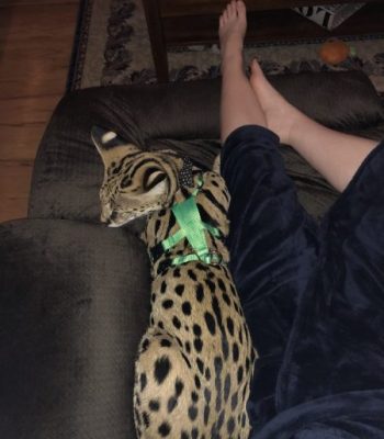 Ocelot/Serval No Pull Harness