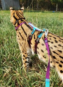 Titan Ocelot/Serval No Pull Harness Set with matching Dual Handle Leash.